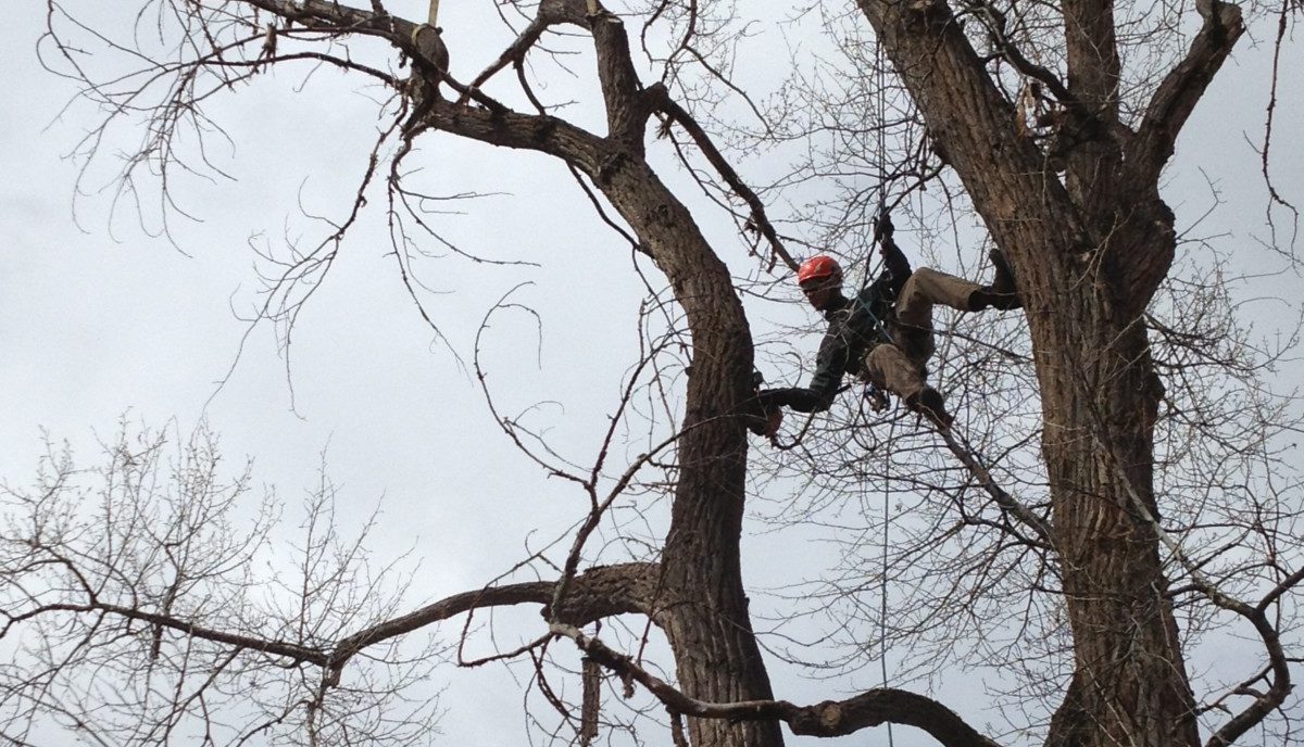 Tree Pruning in Aspen & Beyond Aspen Tree Service