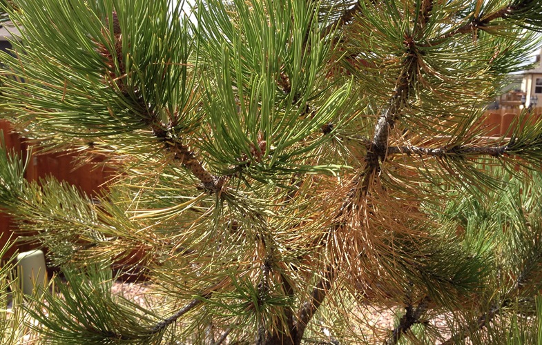 Why Are The Needles On My Tree Turning Brown? Aspen Tree Service