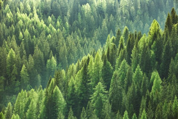 Shows a very healthy green forest